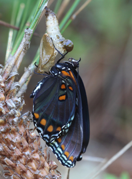 Red-spotted Purple
recently emerged